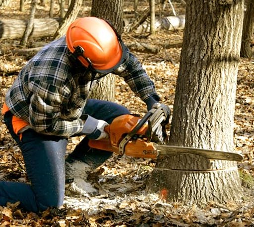 Tree Removal in Crenshaw, MS